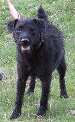 Patterdale Terrier Tess rescued from a 400ft. deep shaft in South Shropshire