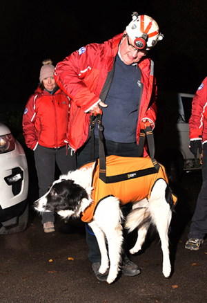 Testing the harness with 'Alfie'.