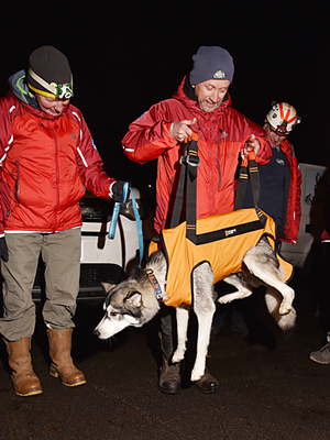 Testing the harness with 'Wolf'.